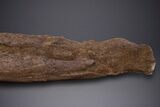 Partial Hadrosaur (Edmontosaurus) Leg Bone - Wyoming #313991-3